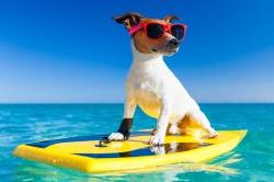 dog wearing sunglasses on a paddleboard in the water